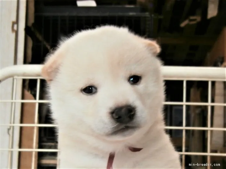 ID:2109-02353の子犬