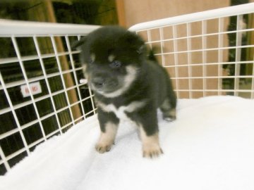 柴犬(標準サイズ)【大阪府・女の子・2016年4月10日・黒】の写真「健康な柴犬の仔犬！予約受け中！」