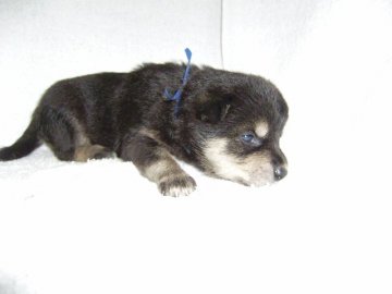 柴犬(標準サイズ)【大阪府・男の子・2014年7月12日・黒】の写真「健康な柴犬！予約受付中です！」