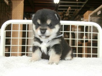 柴犬(標準サイズ)【大阪府・男の子・2020年4月1日・黒】の写真「健康な柴犬の仔犬！」