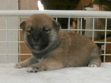 柴犬(標準サイズ)【大阪府・女の子・2020年5月18日・赤】の写真「健康な柴犬の仔犬！」