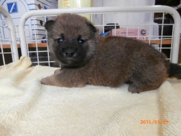 柴犬(標準サイズ)【大阪府・男の子・2014年12月14日・赤】の写真「健康な柴犬の仔犬！」