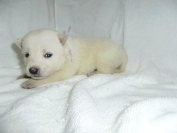 北海道犬【大阪府・女の子・2014年11月24日・白】の写真「健康な北海道犬の仔犬です。」