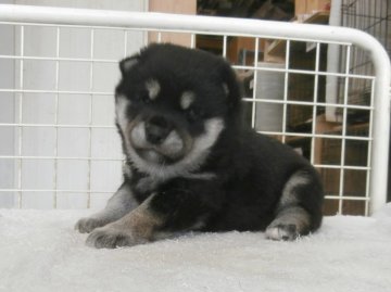 柴犬(標準サイズ)【大阪府・女の子・2020年4月11日・黒】の写真「健康な柴犬の仔犬！」