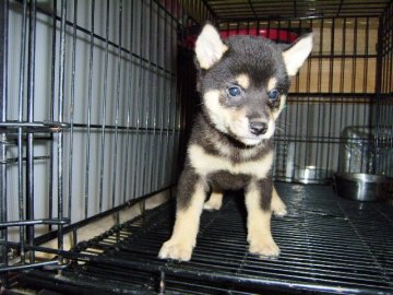 柴犬(標準サイズ)【大阪府・男の子・2014年7月12日・黒】の写真「健康な柴犬の仔犬！」