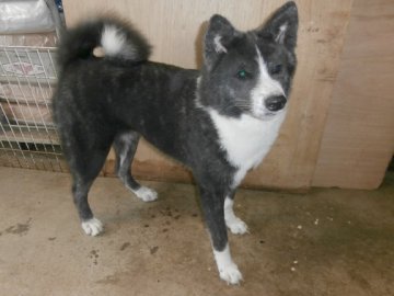 秋田犬【大阪府・女の子・2016年2月16日・黒虎毛】の写真「健康な秋田犬の子犬です。」