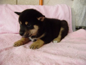 柴犬(標準サイズ)【大阪府・男の子・2013年10月27日・黒】の写真「」