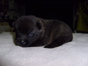 甲斐犬【大阪府・男の子・2013年6月12日・黒虎毛】の写真「健康な甲斐犬です。」