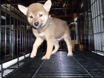 柴犬(標準サイズ)【大阪府・男の子・2014年7月23日・赤】の写真「健康な柴犬の仔犬！」