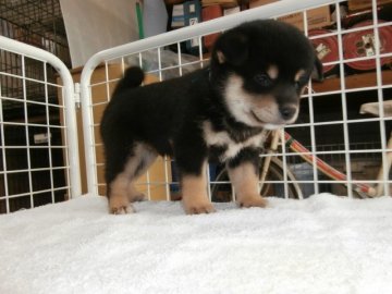 柴犬(標準サイズ)【大阪府・男の子・2015年9月26日・黒】の写真「健康な柴犬の仔犬！」