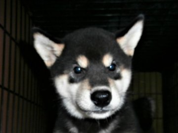 柴犬(標準サイズ)【大阪府・女の子・2021年4月13日・黒】の写真「健康な柴犬の仔犬！」