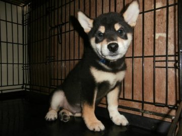 柴犬(標準サイズ)【大阪府・男の子・2015年7月25日・黒】の写真「健康な柴犬の仔犬！」