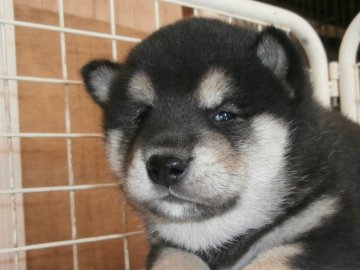 柴犬(標準サイズ)【大阪府・男の子・2021年4月13日・黒】の写真「健康な柴犬の仔犬！」