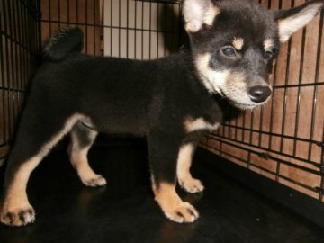 柴犬(標準サイズ)【大阪府・女の子・2015年7月25日・黒】の写真「健康な柴犬の仔犬！」