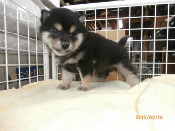 柴犬(標準サイズ)【大阪府・女の子・2015年1月8日・黒】の写真「健康な柴犬の仔犬！予約受付中！」