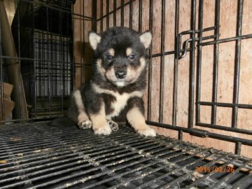 柴犬(標準サイズ)【大阪府・男の子・2015年1月17日・黒】の写真「健康な柴犬の仔犬！予約受付中。」