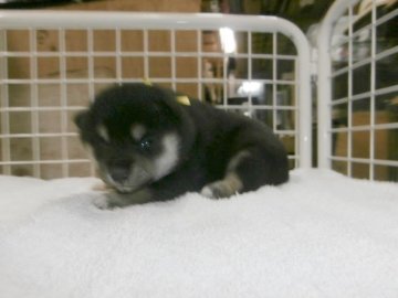 柴犬(標準サイズ)【大阪府・女の子・2016年3月3日・黒】の写真「健康な柴犬の仔犬！」