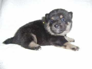 柴犬(標準サイズ)【大阪府・女の子・2014年4月8日・黒】の写真「健康な黒柴の仔犬です。予約受付中！」