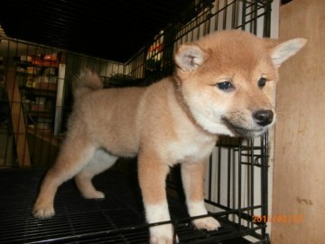 柴犬(標準サイズ)【大阪府・女の子・2014年11月27日・赤】の写真「健康な柴犬の仔犬！」