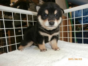 柴犬(標準サイズ)【大阪府・男の子・2015年5月6日・黒】の写真「健康な柴犬の仔犬！予約受付中！」