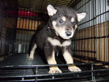 柴犬(標準サイズ)【大阪府・女の子・2014年7月8日・黒】の写真「健康な柴犬の仔犬！」