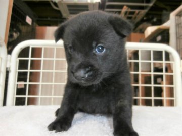 甲斐犬【大阪府・男の子・2021年5月1日・黒虎毛】の写真「健康な甲斐犬の仔犬！」