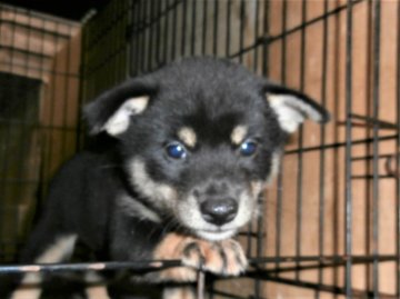 柴犬(標準サイズ)【大阪府・女の子・2021年6月29日・黒】の写真「健康な柴犬の仔犬！」