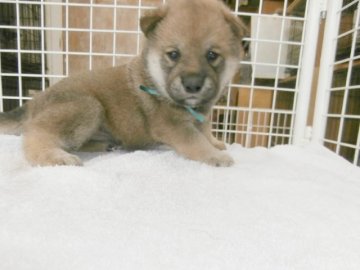 柴犬(標準サイズ)【大阪府・男の子・2015年11月16日・赤】の写真「健康な柴犬の仔犬！」