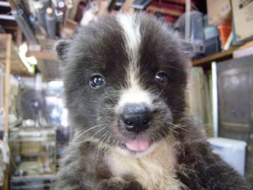 秋田犬【大阪府・男の子・2013年7月19日・虎】の写真「優良血統の秋田犬の仔犬です。」
