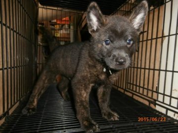 甲斐犬【大阪府・男の子・2015年5月5日・黒虎毛】の写真「健康な甲斐犬の仔犬！」