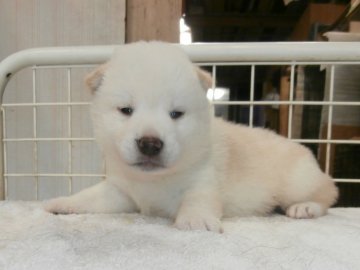 柴犬(標準サイズ)【大阪府・男の子・2020年5月18日・白】の写真「健康な柴犬の仔犬！」