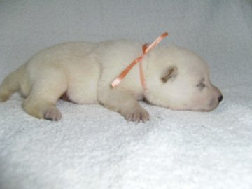 北海道犬【大阪府・女の子・2014年4月23日・白】の写真「健康な北海道犬の仔犬です。予約受付中！」