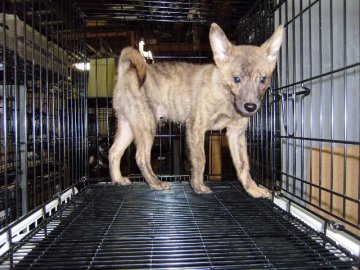 甲斐犬【大阪府・男の子・2014年7月5日・赤虎毛】の写真「健康な甲斐犬の仔犬！」