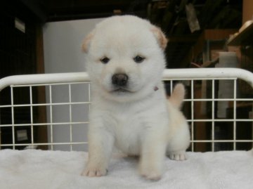 柴犬(標準サイズ)【大阪府・女の子・2020年5月27日・白】の写真「健康な柴犬の仔犬！」