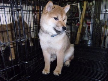 柴犬(標準サイズ)【大阪府・男の子・2013年12月17日・赤】の写真「」