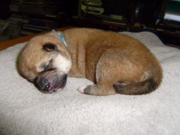 柴犬(標準サイズ)【大阪府・男の子・2013年6月10日・赤】の写真「健康な柴犬です。」
