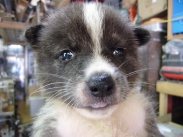 秋田犬【大阪府・男の子・2013年7月19日・虎】の写真「優良血統の秋田犬の仔犬です。」