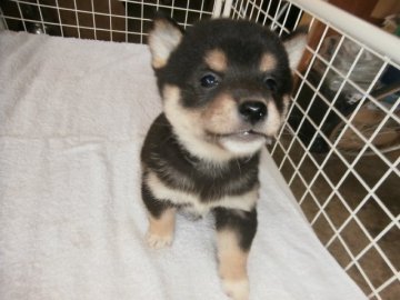 柴犬(標準サイズ)【大阪府・男の子・2016年3月3日・黒】の写真「健康な柴犬の仔犬！」