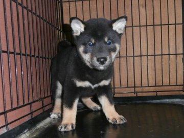 柴犬(標準サイズ)【大阪府・男の子・2020年10月11日・黒】の写真「健康な柴犬の仔犬！」