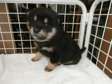 柴犬(標準サイズ)【大阪府・男の子・2015年12月26日・黒】の写真「健康な柴犬の仔犬！」