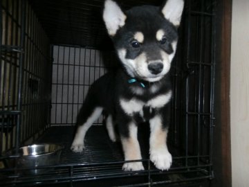 柴犬(標準サイズ)【大阪府・男の子・2020年9月28日・黒】の写真「健康な柴犬の仔犬！」