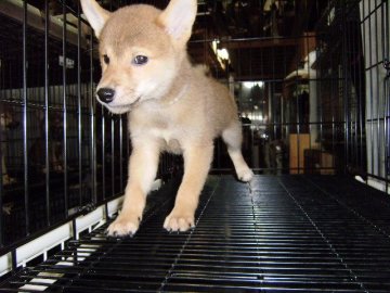 柴犬(標準サイズ)【大阪府・男の子・2014年7月23日・赤】の写真「健康な柴犬の仔犬！」