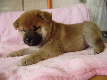 柴犬(標準サイズ)【大阪府・男の子・2013年10月26日・赤】の写真「」