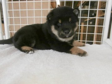 柴犬(標準サイズ)【大阪府・男の子・2015年12月6日・黒】の写真「健康な柴犬の仔犬！」