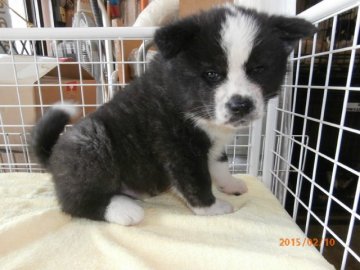 秋田犬【大阪府・男の子・2014年12月30日・黒虎毛】の写真「健康な秋田犬の子犬です。」
