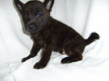 甲斐犬【大阪府・男の子・2014年7月24日・黒虎毛】の写真「健康な甲斐犬の仔犬！」