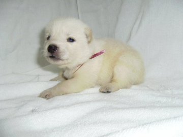 北海道犬【大阪府・女の子・2014年11月24日・白】の写真「健康な北海道犬の仔犬です。」