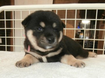 柴犬(標準サイズ)【大阪府・女の子・2020年7月11日・黒】の写真「健康な柴犬の仔犬！」