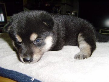 柴犬(標準サイズ)【大阪府・女の子・2013年7月24日・黒】の写真「健康な柴犬です。」
