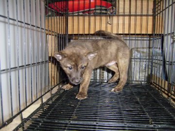 甲斐犬【大阪府・男の子・2014年7月10日・赤虎毛】の写真「健康な甲斐犬も仔犬！」